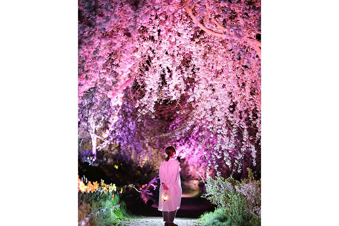 降り注ぐしだれ桜。広島県世羅町にて「さくら祭り」3/25から開催！色彩豊かな3つの花イベントも