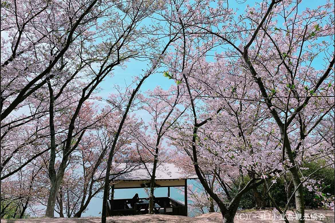 お得なプランで春の小豆島を堪能！「小豆島お花見」おすすめポイントを紹介