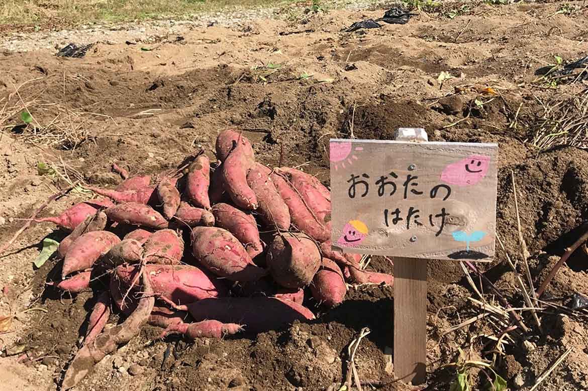 湖畔に広がるあなただけの農園。長野県岡谷市でシルクスイート栽培オーナーを募集