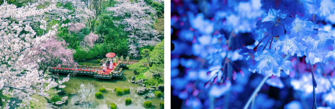 東京・原宿の“東郷神社”で「幸せ桜」を初公開。「東郷さくらまいり」3/24より開催