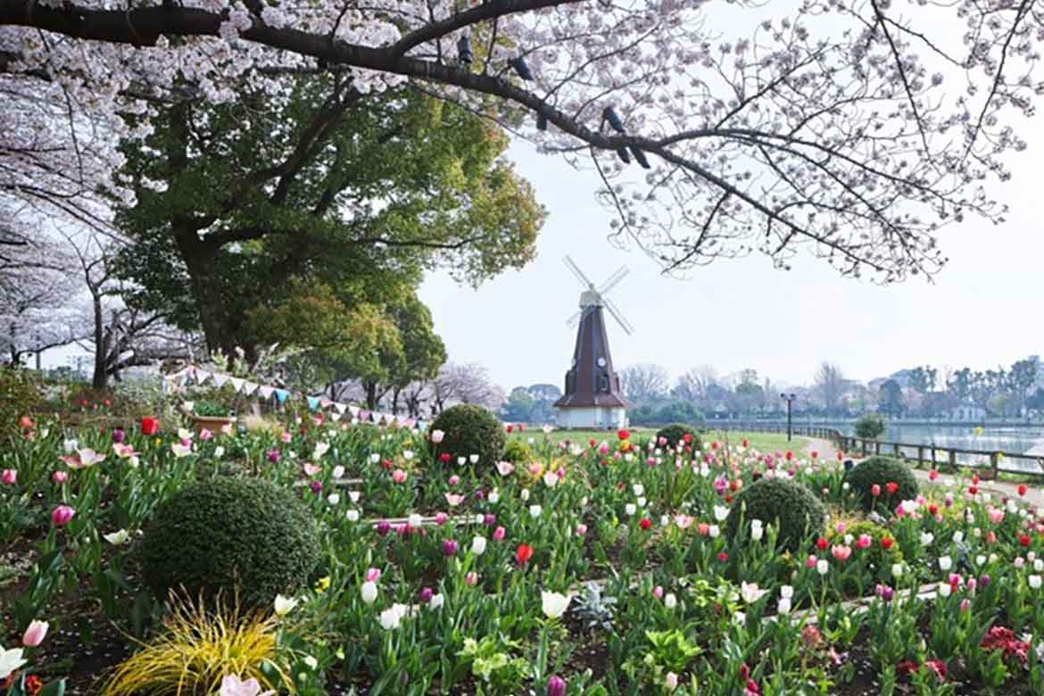 桜とチューリップ、ネモフィラを満喫！2つの都立公園で「花と光のムーブメント」同時開催