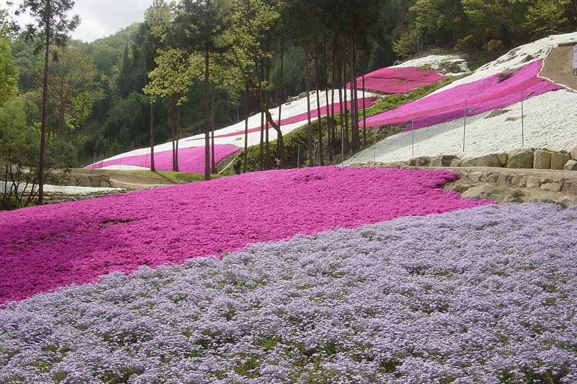 老舗の蒲鉾メーカー”ヤマサ”の裏山に広がる花の絨毯！『芝桜の小道』が今年も開園