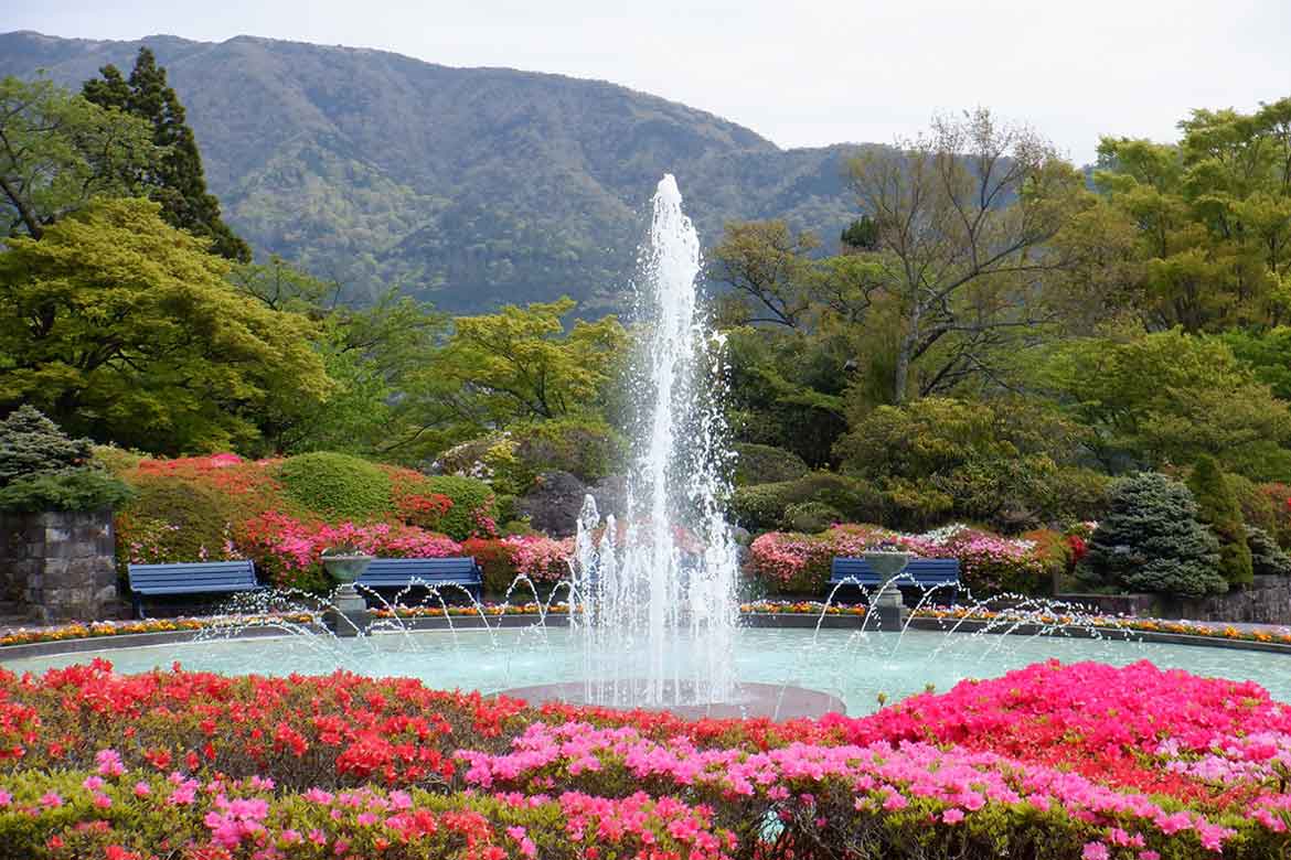 箱根強羅公園で、15品目約1,000株のツツジが見頃を迎えます！
