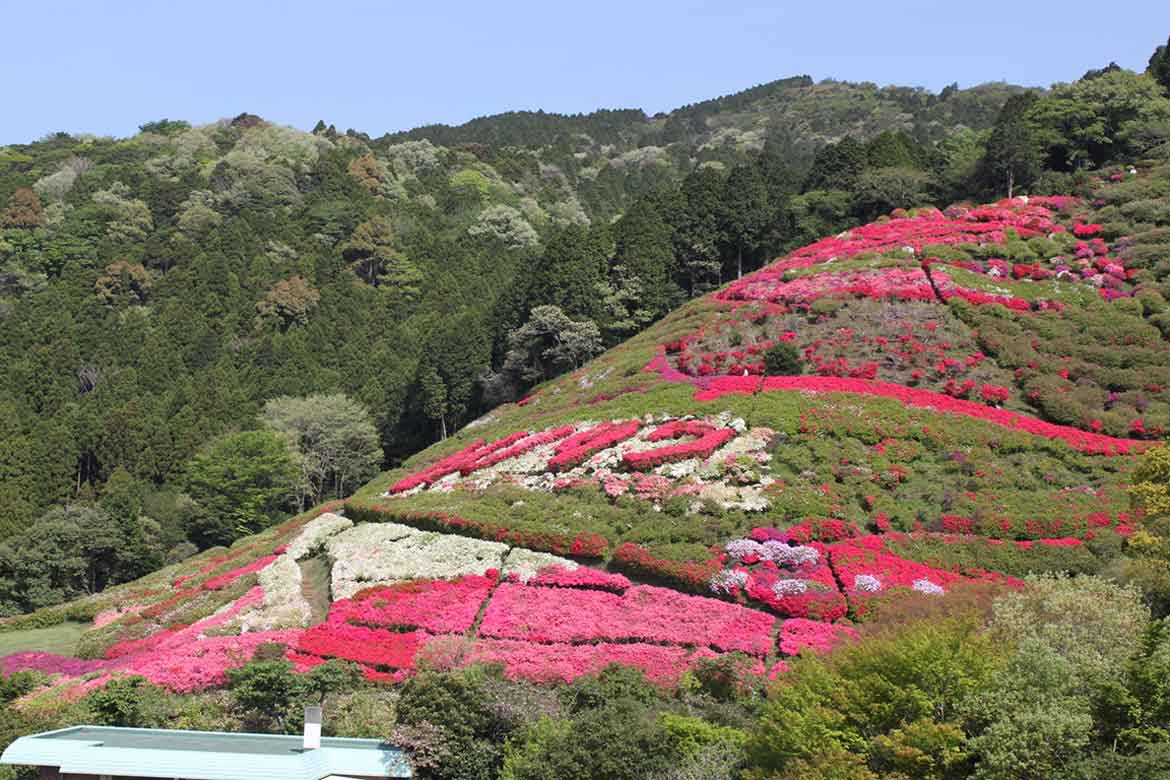 熱海の花の名所「熱海市姫の沢公園」で6万株のツツジが咲き誇る。花まつり開催
