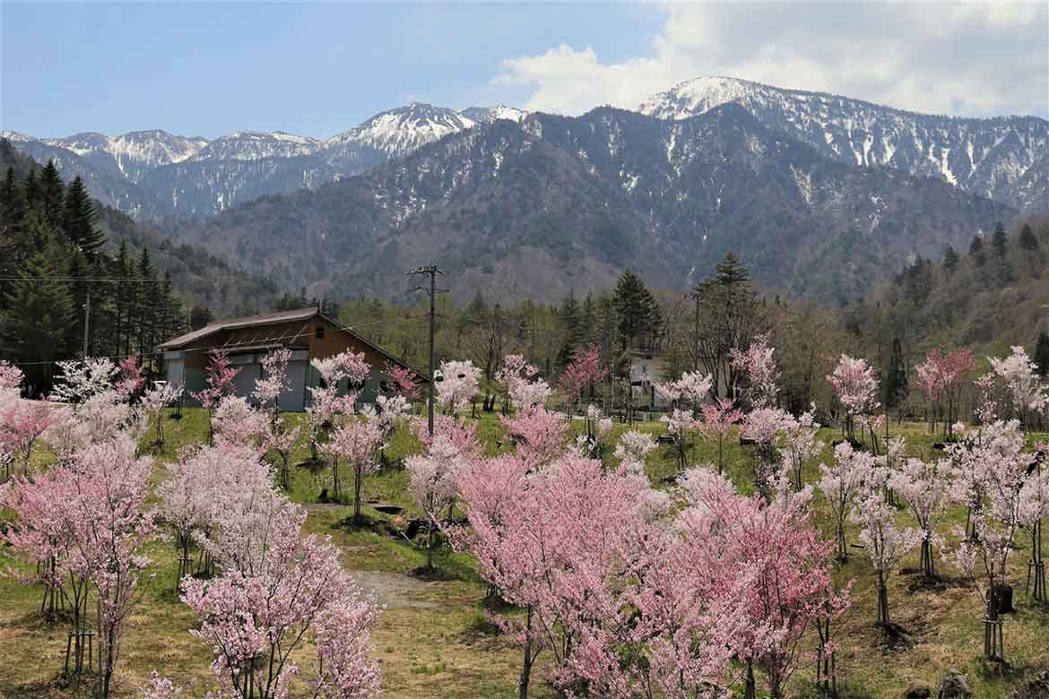 奥飛騨の春はこれから！4月下旬から見頃を迎える、桜の新名所「ひらゆさくら」