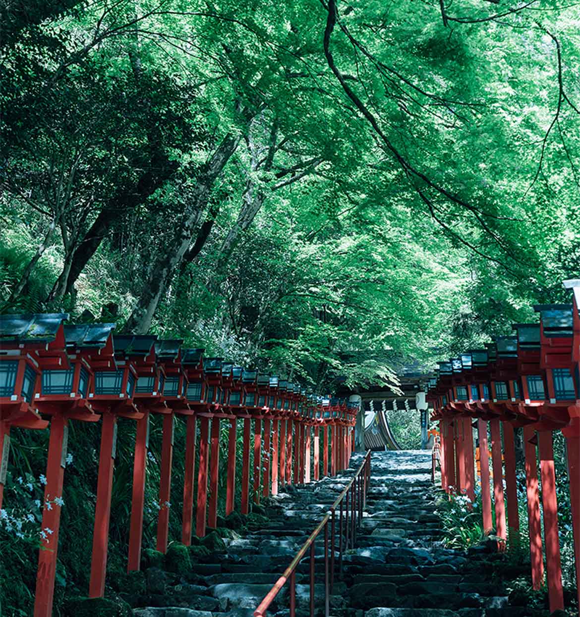 京都「貴船神社」の新緑ライトアップが5/3から開催。境内一帯が青もみじに包まれる