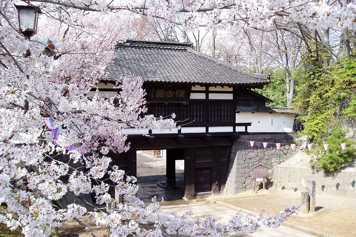 お花見と「こもろ」グルメを楽しむイベントも！ 長野県小諸市 小諸城址懐古園「桜まつり」開催中