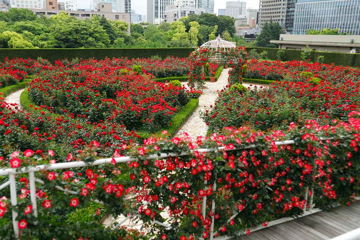 3万輪咲く都心のバラ園でお花見を！ホテルニューオータニ「レッドローズガーデン」限定公開