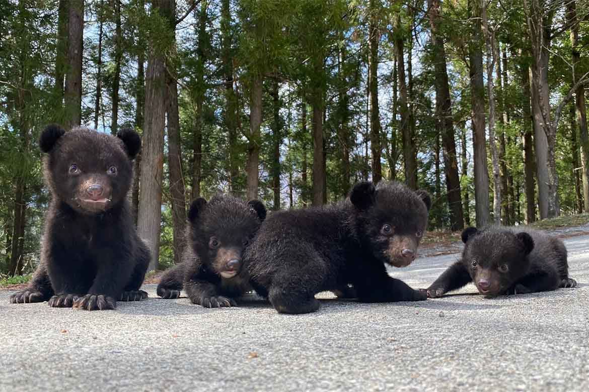 クマたちの愛らしい仕草に釘づけ!こぐまとの触れ合いも!「奥飛騨クマ牧場」
