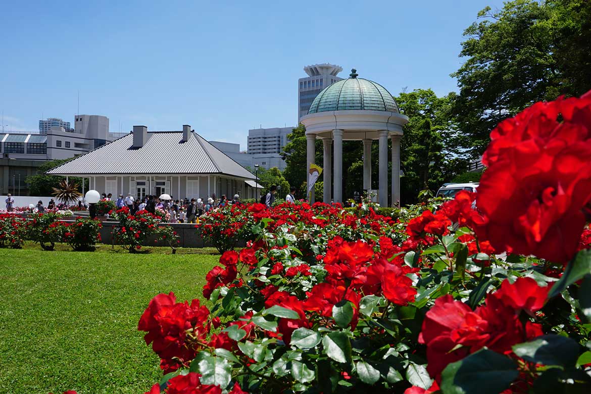 約130種類1,300株のバラと横須賀港の景観！横須賀市ヴェルニー公園「春のローズフェスタ」開催