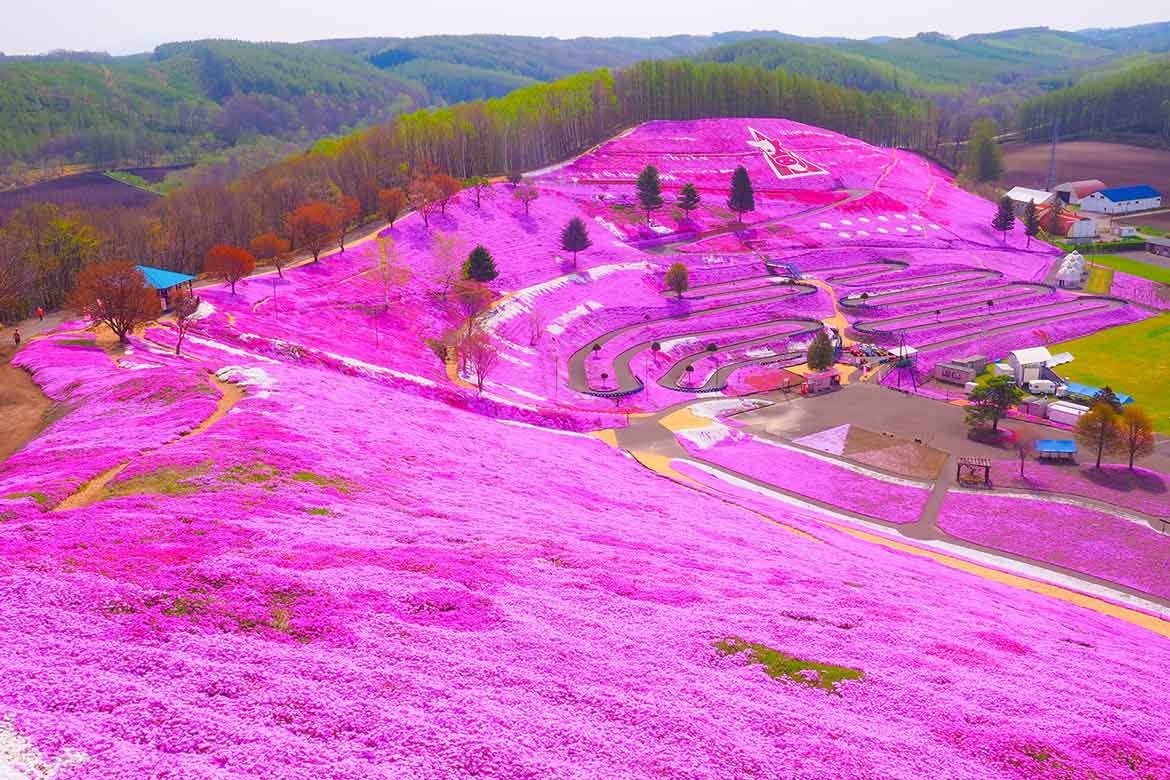 空中散歩で絶景を満喫！北海道・大空町「ひがしもこと芝桜まつり」にてヘリコプター遊覧