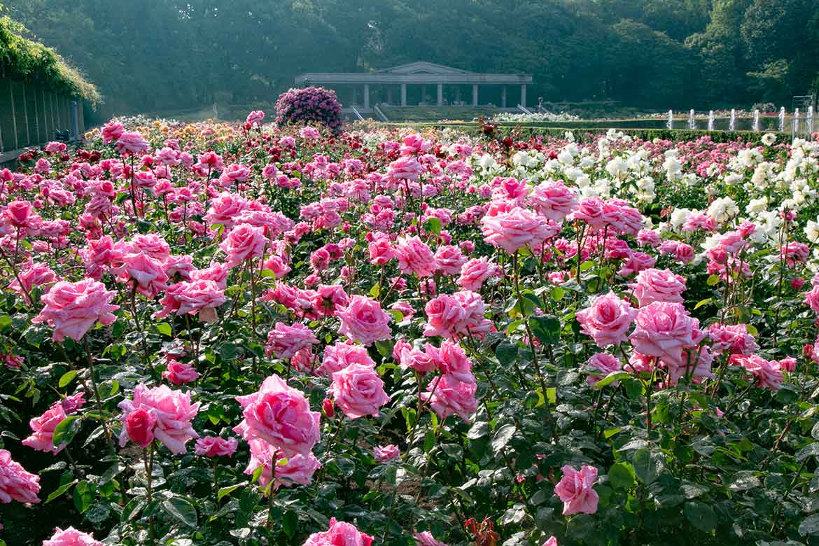 神代植物公園「春のバラフェスタ」、春バラの最盛期にあわせ5/9～28開催！