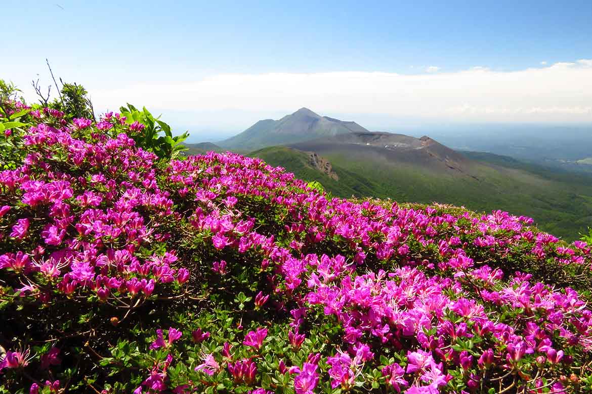 「霧島」の名を冠する紅紫色の花、「ミヤマキリシマ」が霧島山を彩る。見頃は6月上旬まで