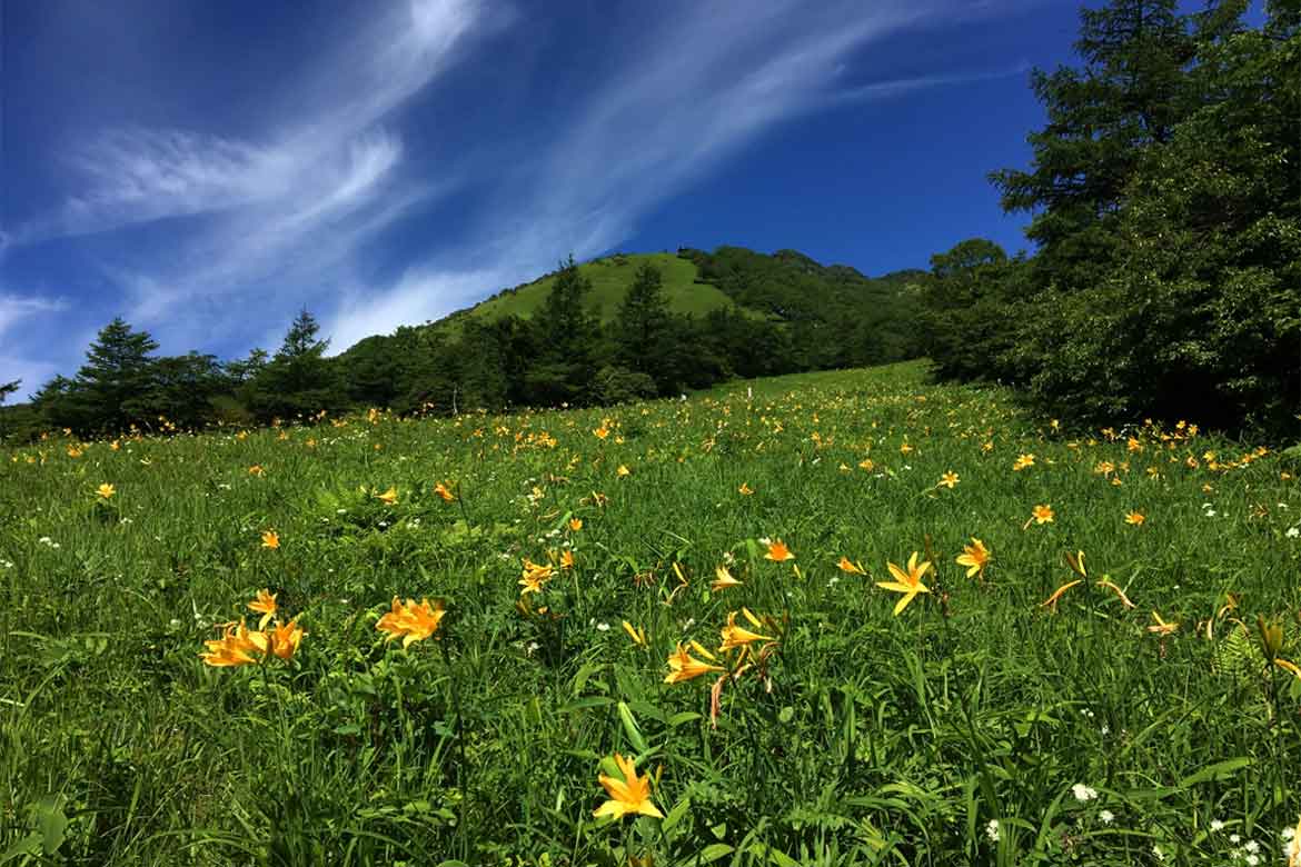 花と風景が調和する高原の楽園「日光市霧降高原　キスゲ平園地」