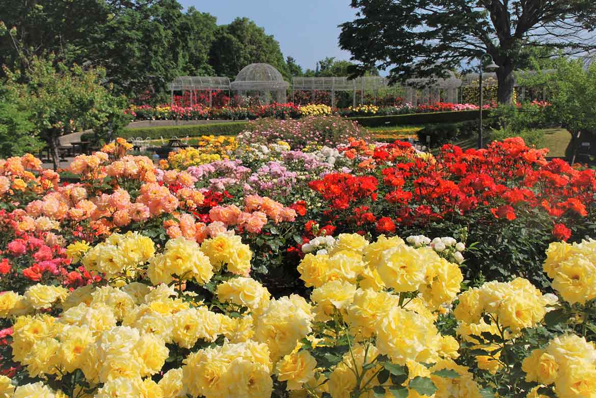 約160品種・360本のバラを入園無料で！小田原フラワーガーデン「春のローズフェスタ」開催