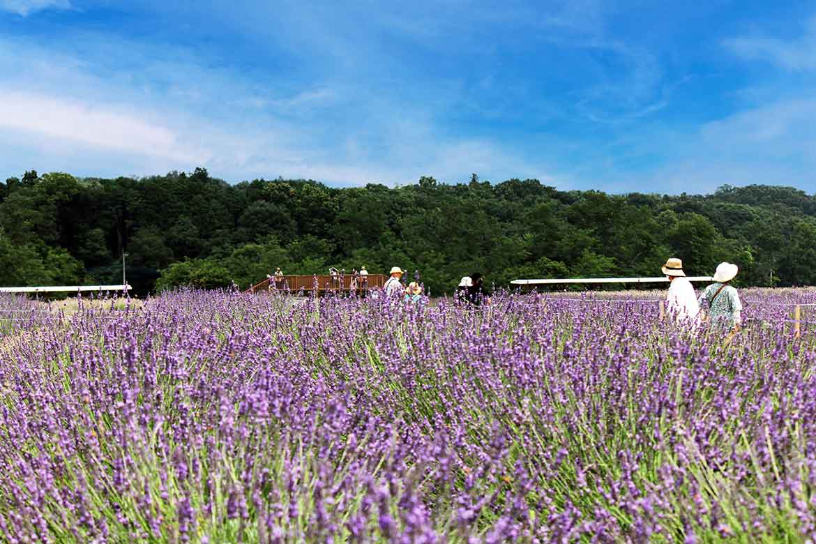 埼玉県嵐山町のラベンダー園にて「らんざんラベンダーまつり」6/9より開催