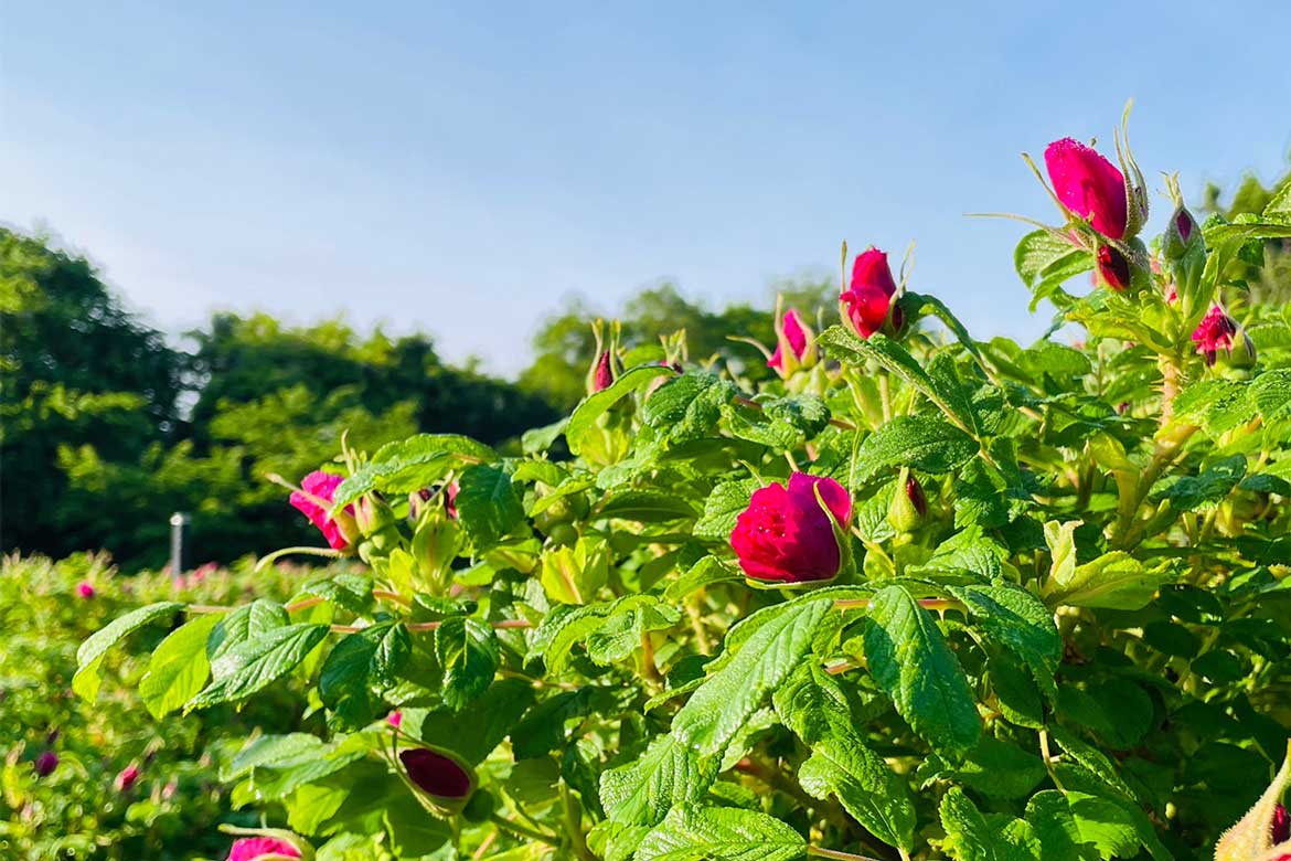日本有数のバラの産地・富山県射水市で、食香バラの早朝花摘み体験＆ワークショップを開催！