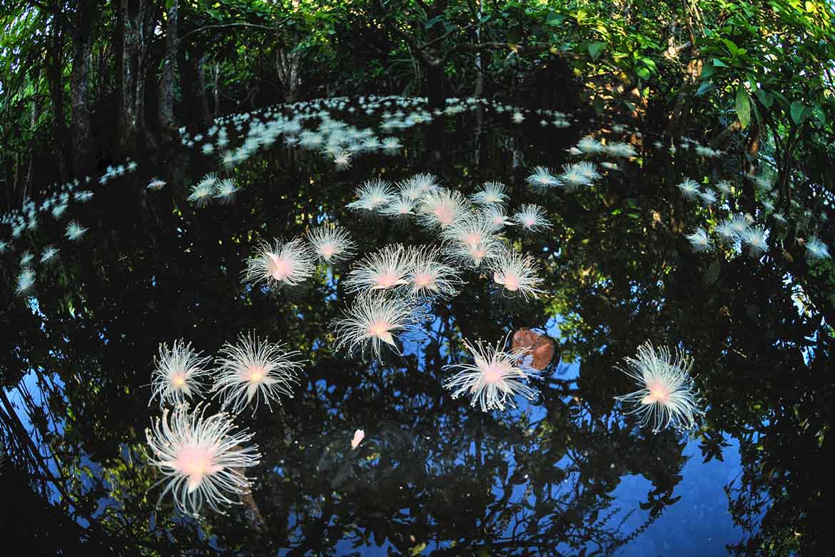 水面に浮かぶ一夜限りの幻の花を堪能。西表島ホテル「絶景早朝サガリバナクルーズ」期間限定で開催