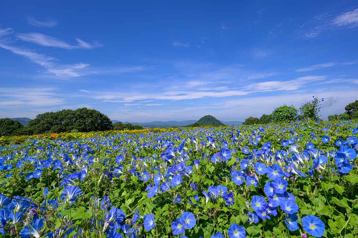 世羅高原の丘を彩る新しい夏色に出逢える花畑「ヘブンリーブル―の丘」