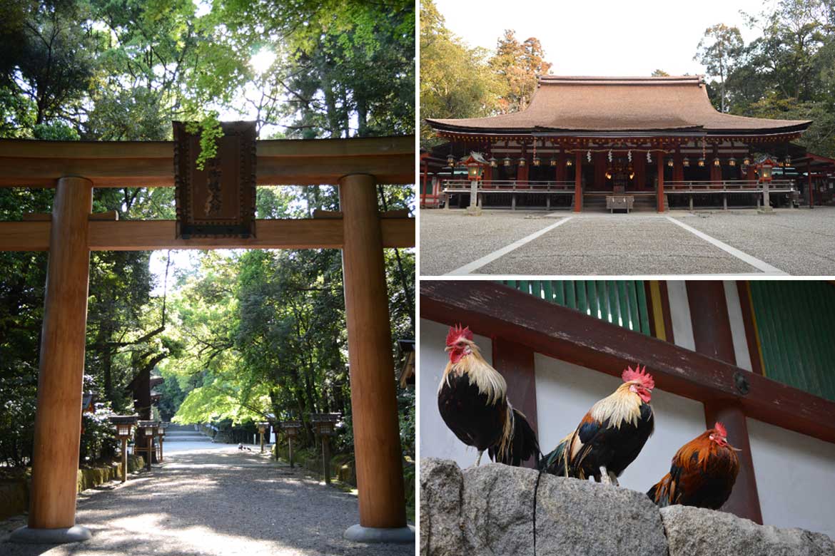 御神鶏とのふれあいもできる！物部氏の氏神として信仰されてきた「石上神宮」