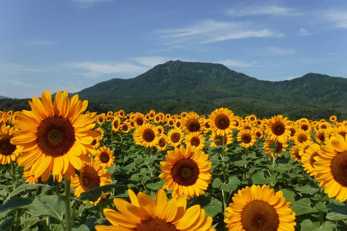 夏限定のひまわりの絶景を求めて。海と山に囲まれた新潟市西蒲区をドライブ