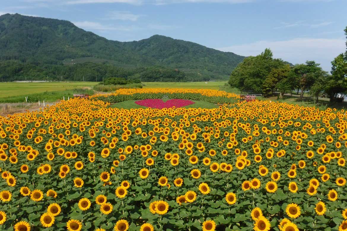 約6,300本のひまわりが咲く絶景スポット「上堰潟（うわせきがた）公園」