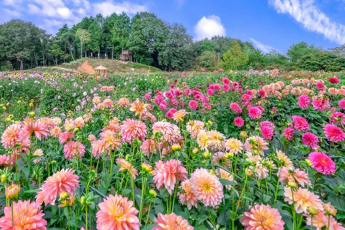 秋の花絶景！広島県・世羅高原農場「ダリアとガーデンマム祭」9月開催