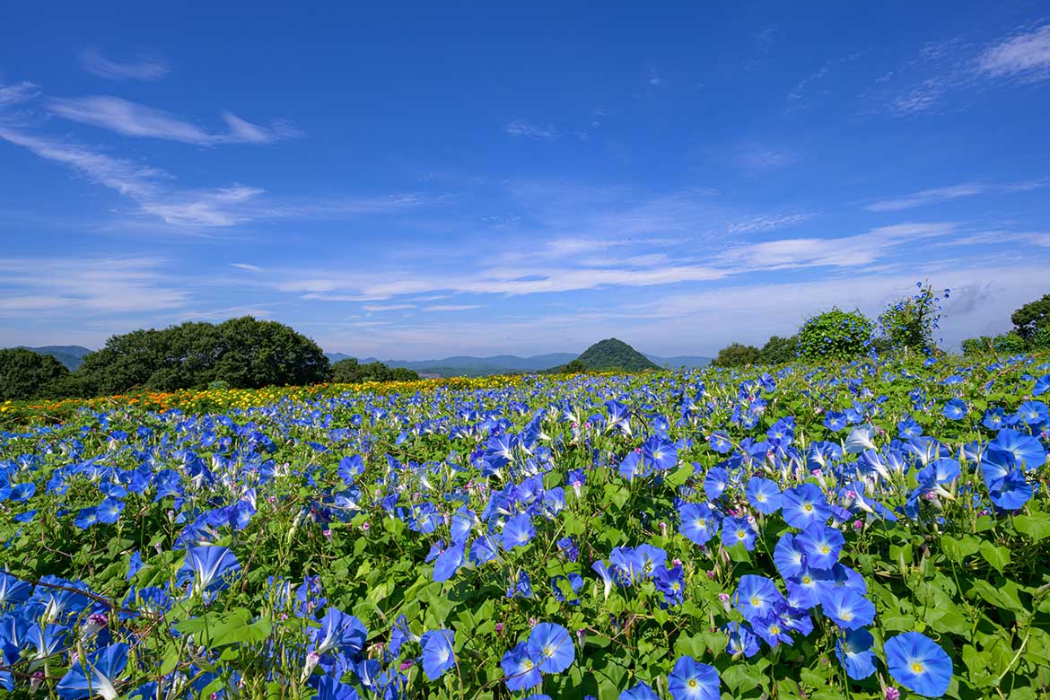 空色の西洋アサガオが咲く「ヘブンリーブルーの丘」。広島・世羅高原で爽やかな夏を満喫