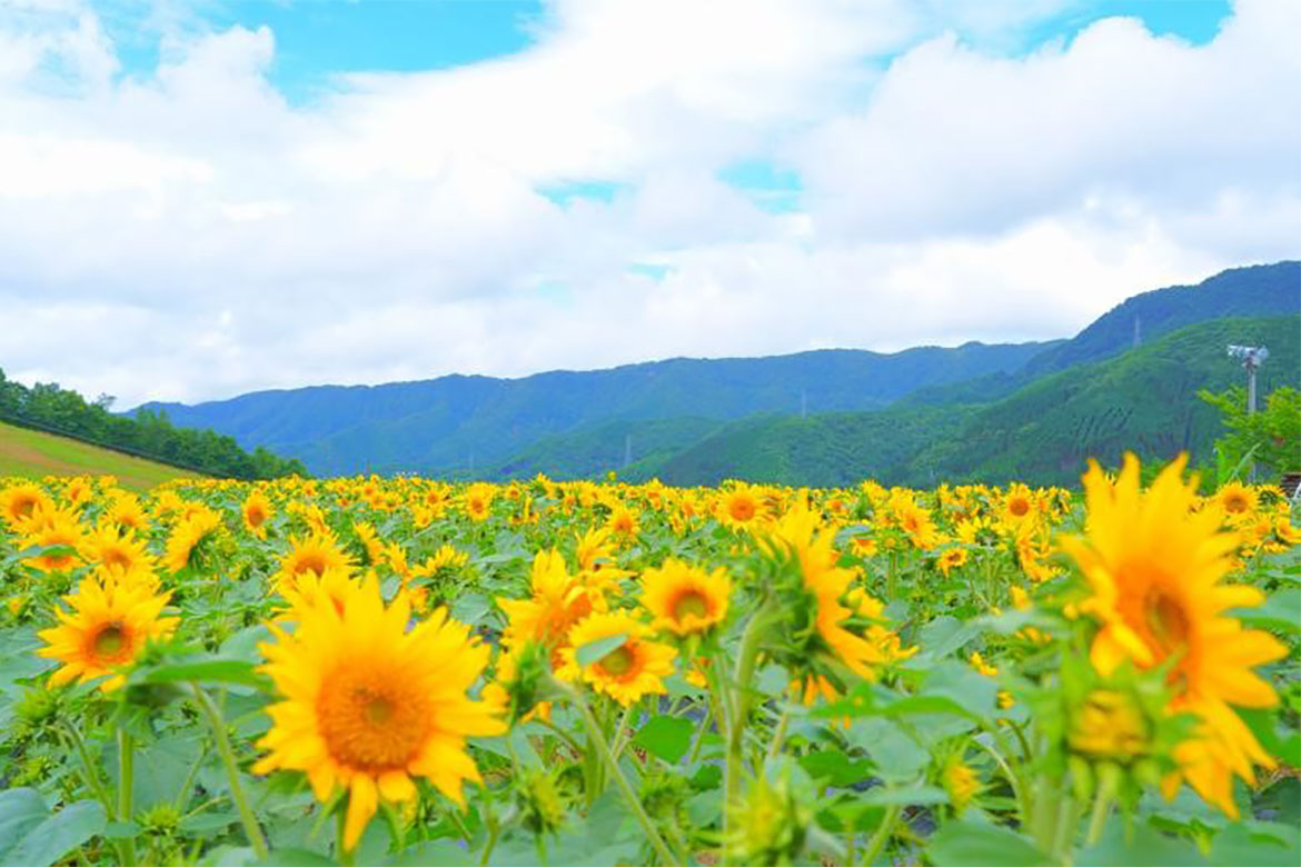 岐阜県高山市にて大輪のひまわりが開花中！2つのひまわり園で絶景を楽しもう