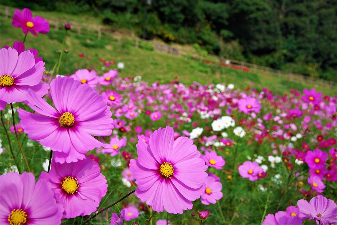 横須賀市くりはま花の国にて、約100万本のコスモスが開花リレーがスタート