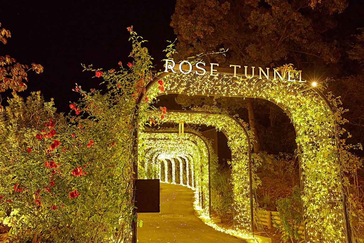 花や自然をやさしい灯りで照らす「Moonlight Rose Garden」。いばらきフラワーパークにて90日間開催