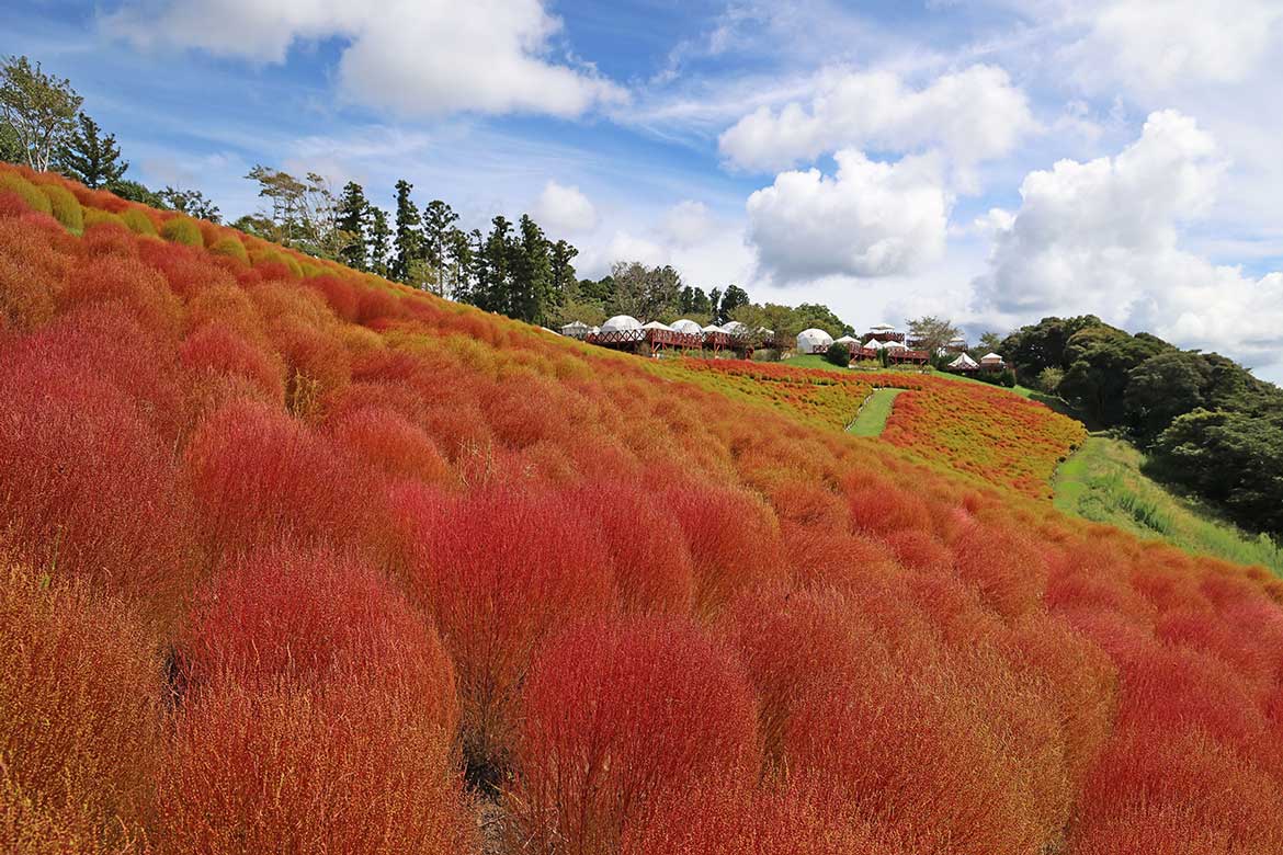 秋を感じる約8千株の「紅葉コキア」、千葉県富津市のマザー牧場でもうすぐ見頃