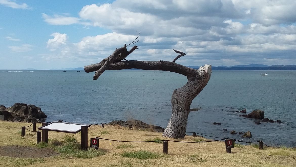 「岩井崎」で見られるダイナミックな光景と津波に負けない立派な松の木