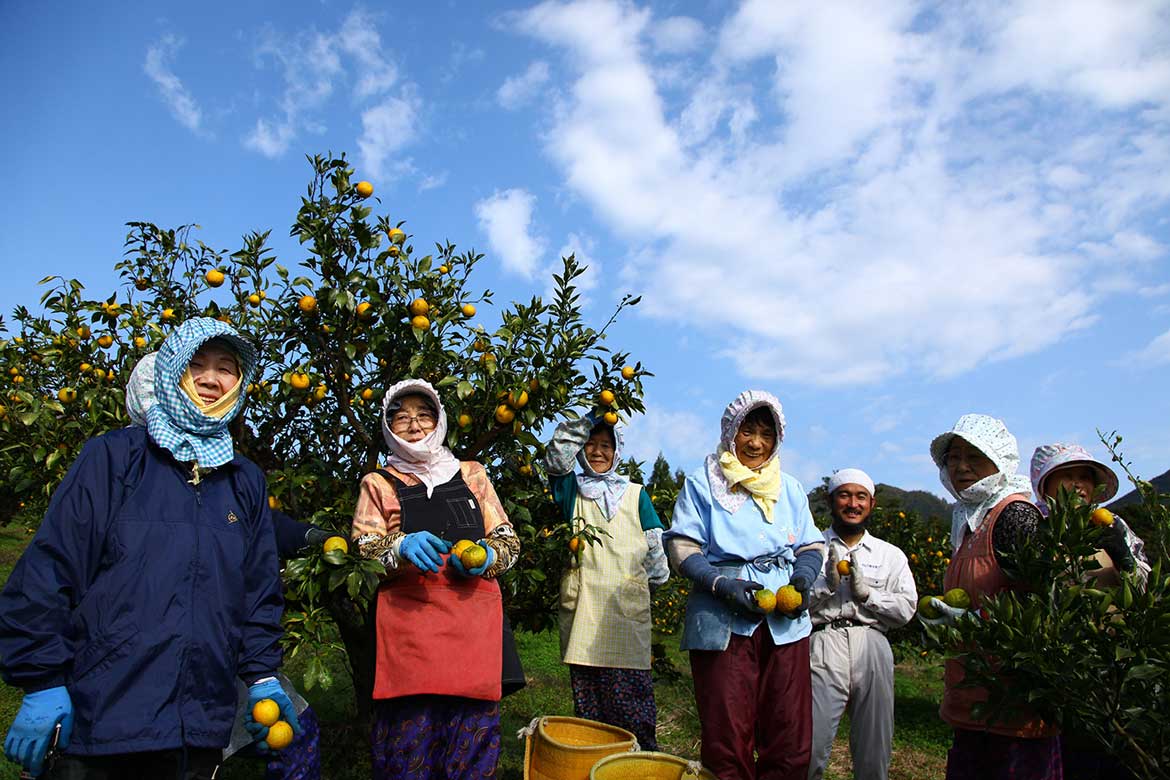 和歌山県北山村の特産柑橘「じゃばら」の初収穫が間もなく開始！収穫祭も開催
