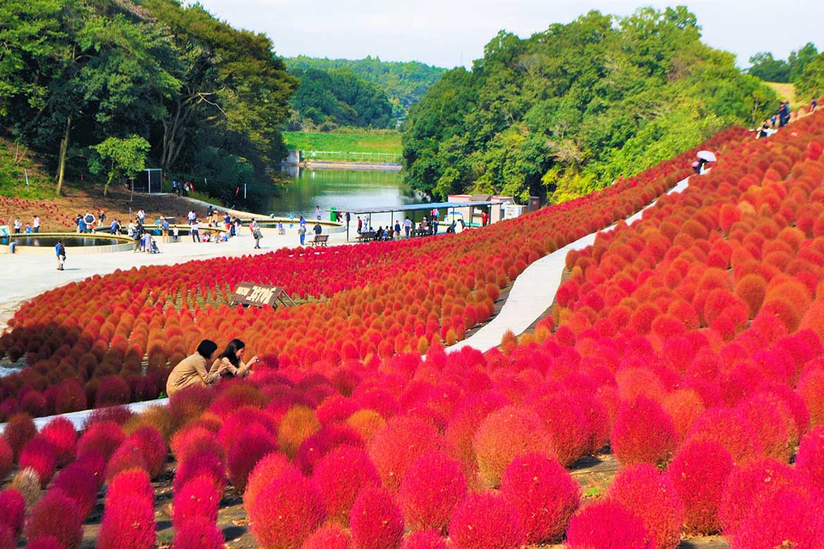 東京ドイツ村が秋色に染まる!コキアやマリーゴールド、ケイトウが彩る絶景