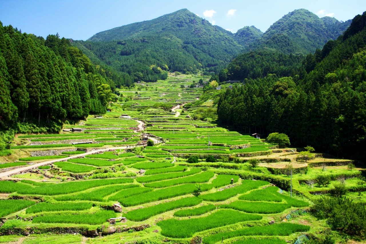 日本の原風景が愛おしい「四谷の千枚田」