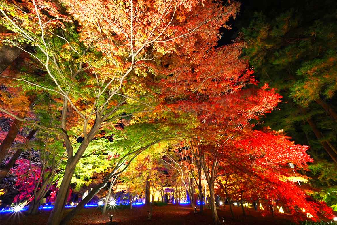 幻想的な夜の紅葉鑑賞。国営武蔵丘陵森林公園「紅葉見ナイト（もみじみないと）」11/11～26開催