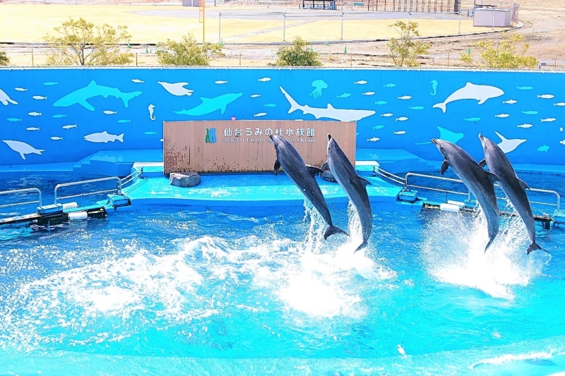 心躍るパフォーマンスが見どころ「仙台うみの杜水族館」