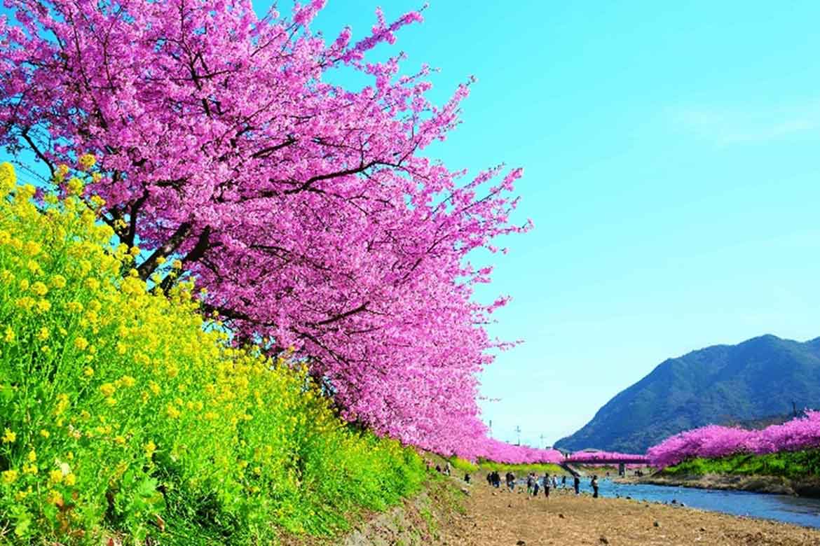 伊豆に春の訪れを告げる早咲き桜の祭典「河津桜まつり」と「みなみの桜と菜の花まつり」へ