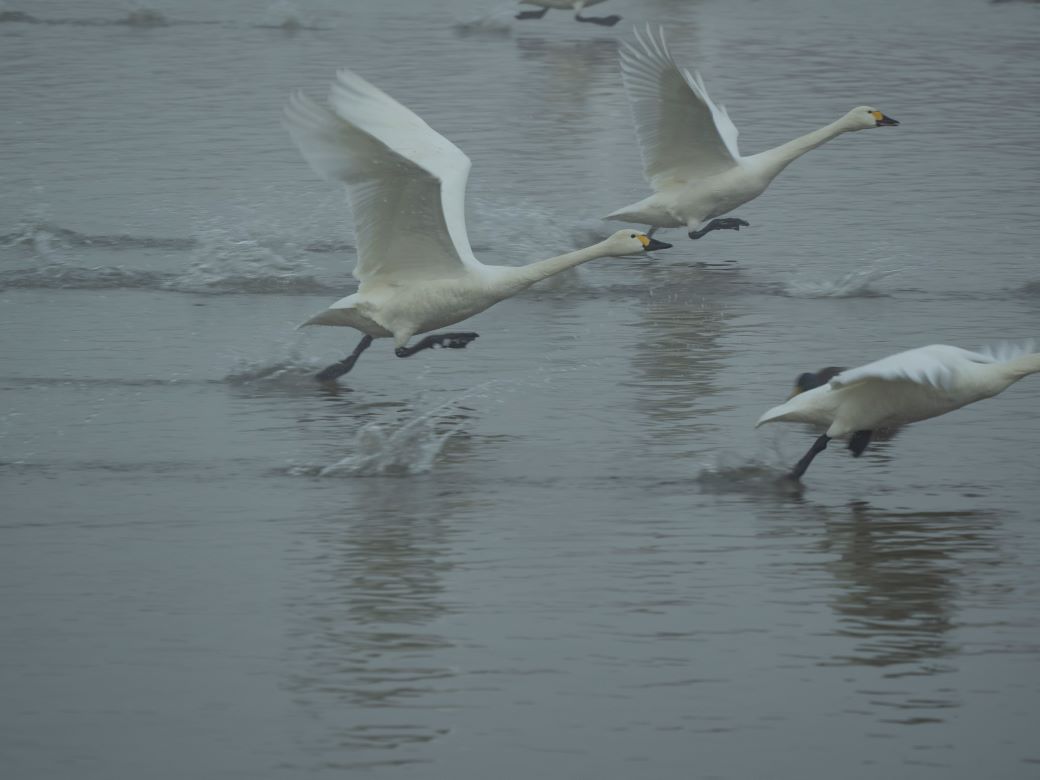 季節の風物詩、白鳥の飛来地「犀川（さいがわ）白鳥湖」