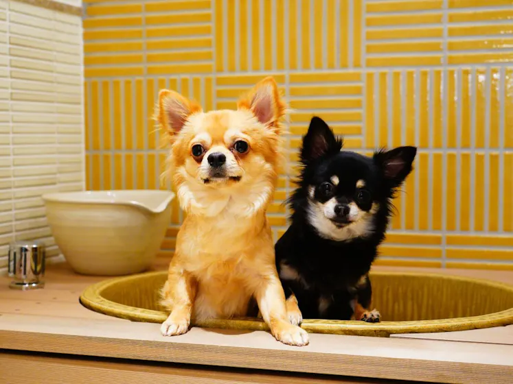 源泉かけ流しの温泉を愛犬と一緒に堪能！滋賀県大津市「暖灯館きくのや」