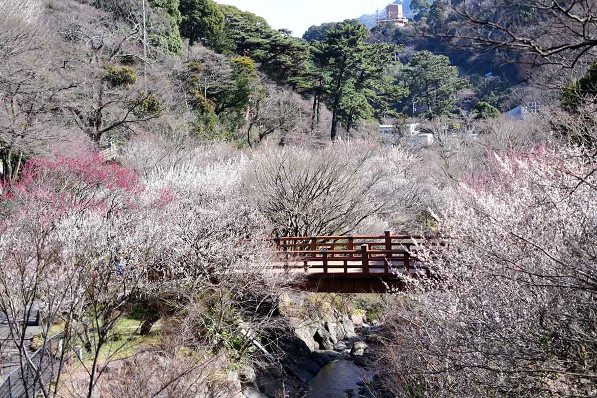早咲きの桜「糸川桜まつり」と「熱海梅園梅まつり」開催中!「熱海はしご酒クーポン」で熱海を満喫