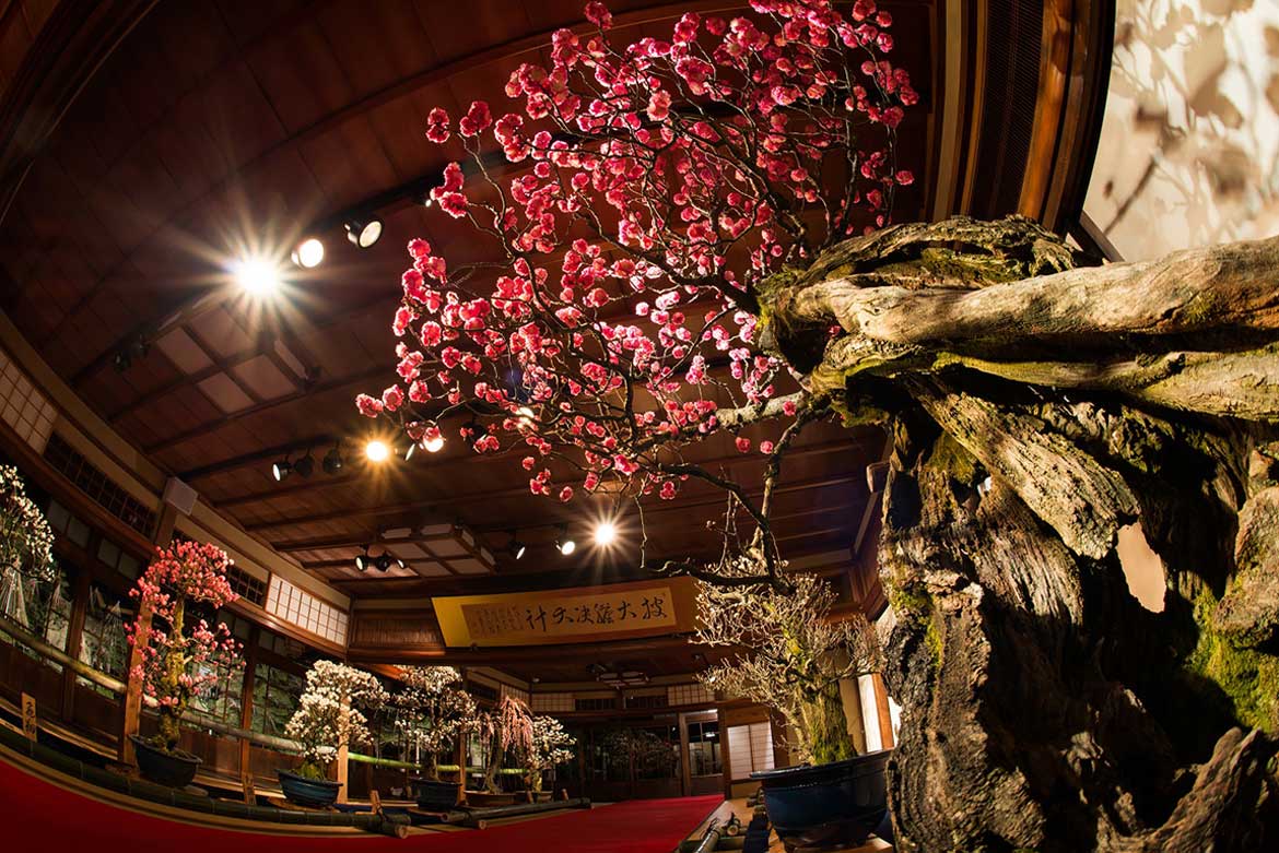 日本最大級の梅の盆栽展「長浜盆梅展」。滋賀県長浜市にて3/10まで開催中