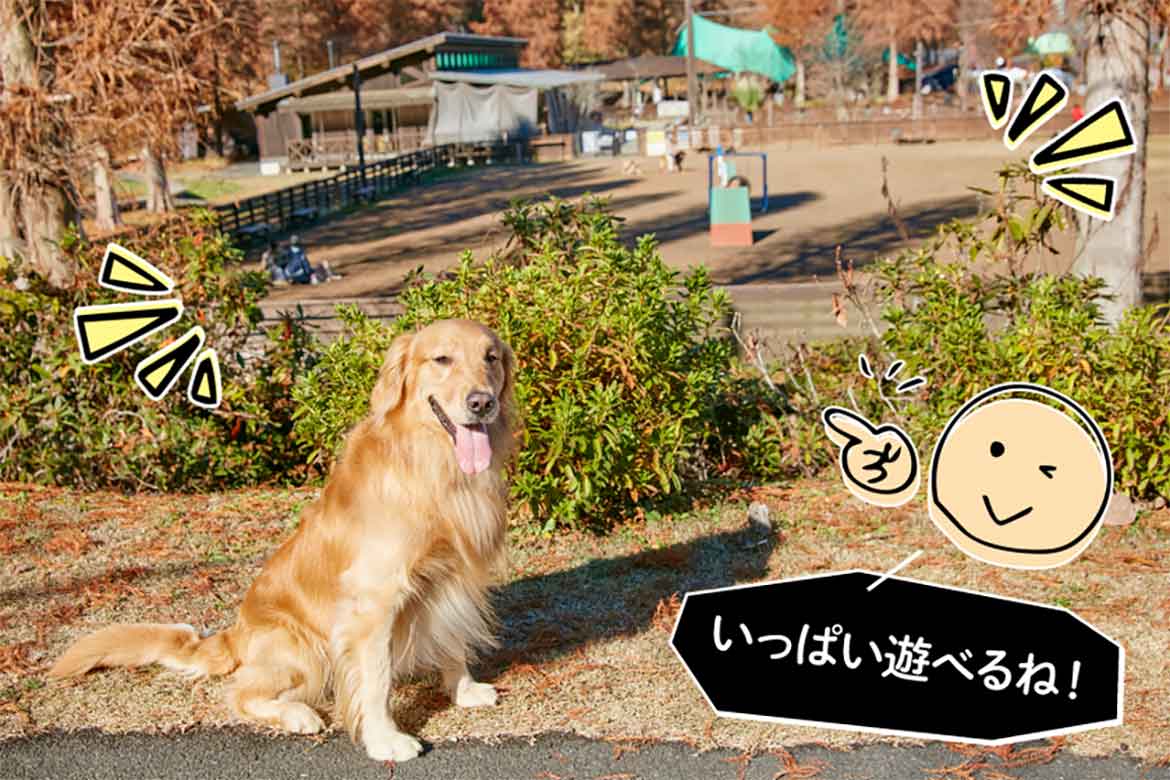 【PR】愛犬ラッキー、初ドライブに挑戦!!