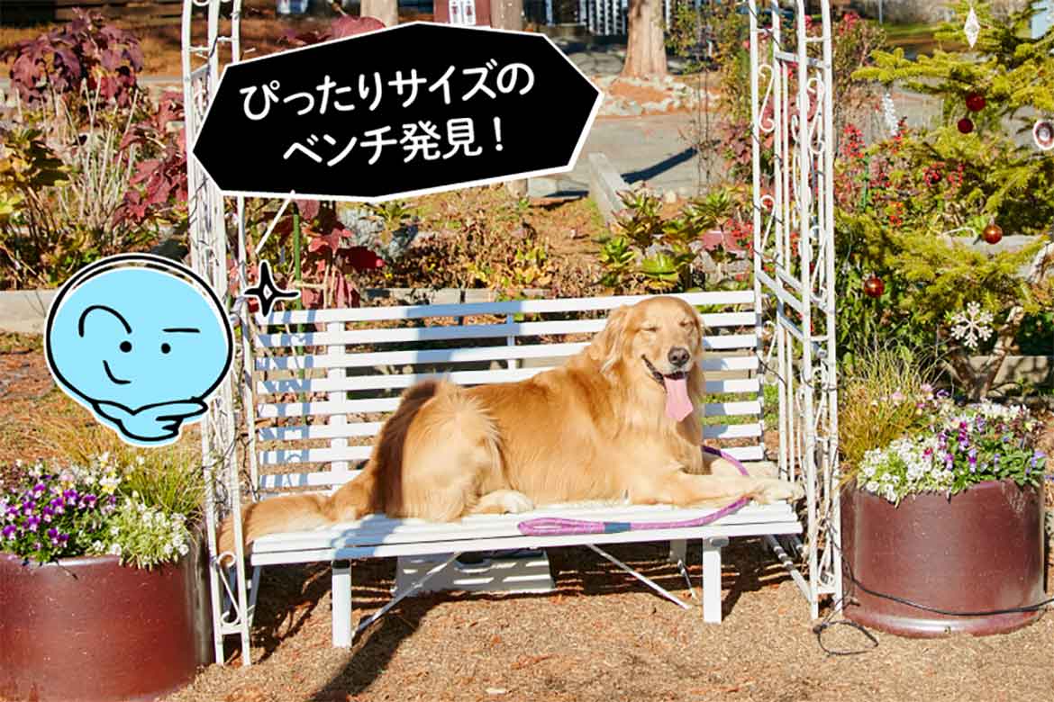 【PR】愛犬ラッキー、初ドライブに挑戦!!