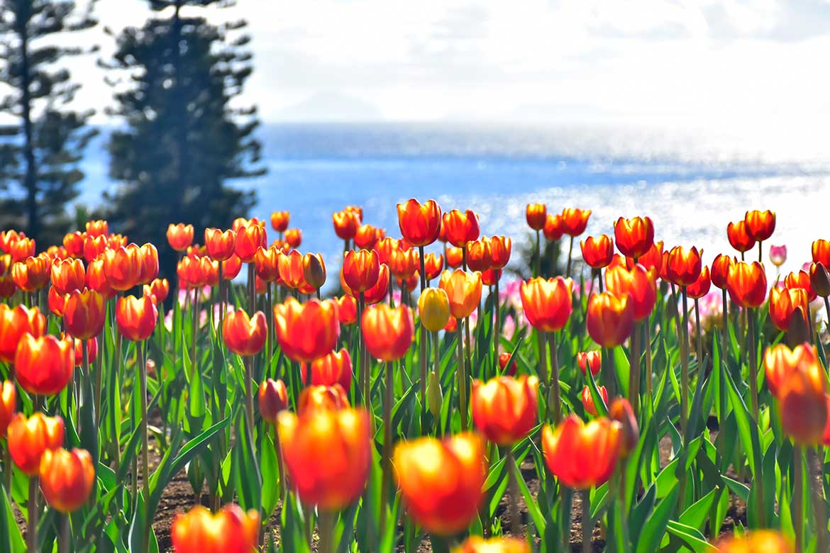 ”アイスチューリップ”が見頃!伊豆・伊東「ニューヨークランプミュージアム&フラワーガーデン」