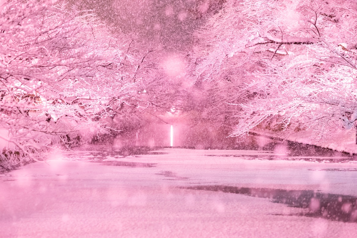 冬限定！満開のソメイヨシノのようなライトアップ「弘前公園外濠」