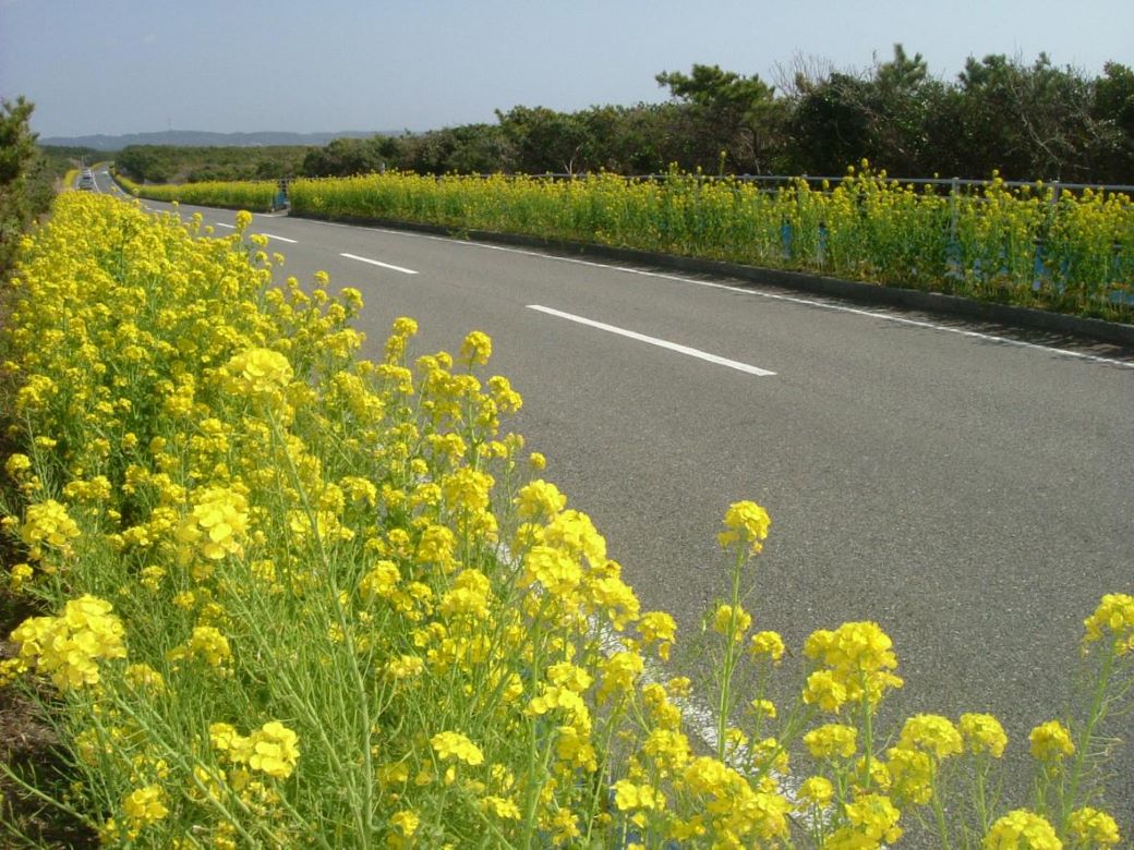 色とりどりの花が咲き乱れるドライブコース「房総フラワーライン」