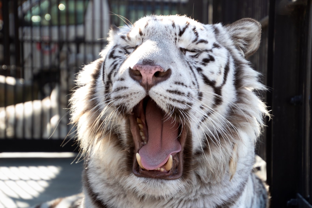 東武動物公園