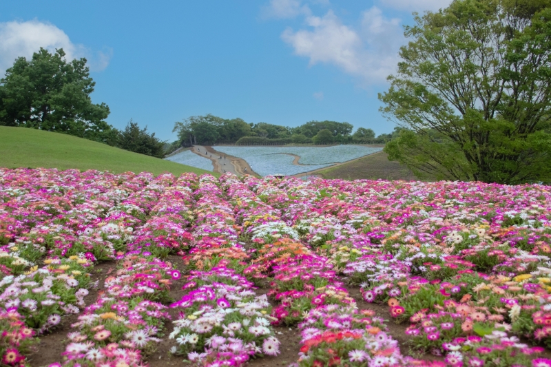 東京ドイツ村